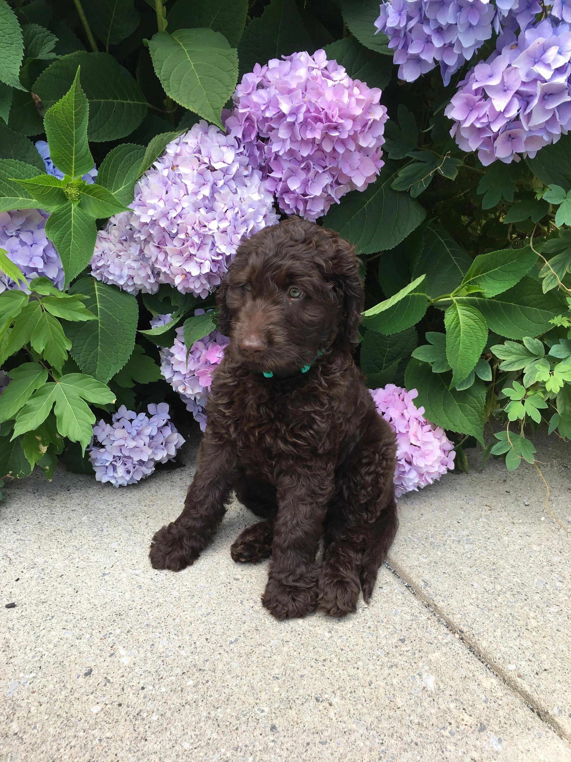 Maple Ridge Goldendoodles